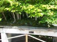 /album/danimayosinfojardin2/bonsai-haya-fagus-sylvatica-jpg-jpg/